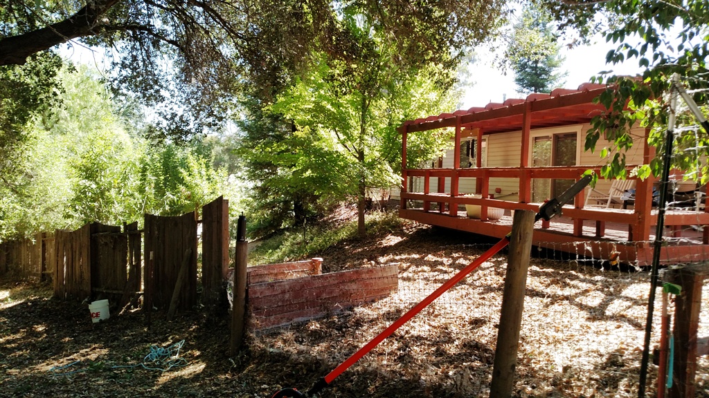 After the tree trimming - a much brighter back yard.